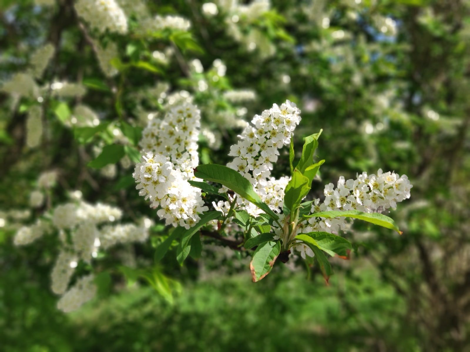 «Карелия.Ньюс»: новый дизайн, новые идеи, прежние принципы