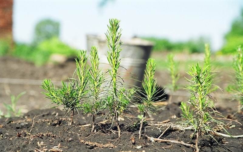 Более миллиона сеянцев ели и сосны высадят в Кондопожском районе