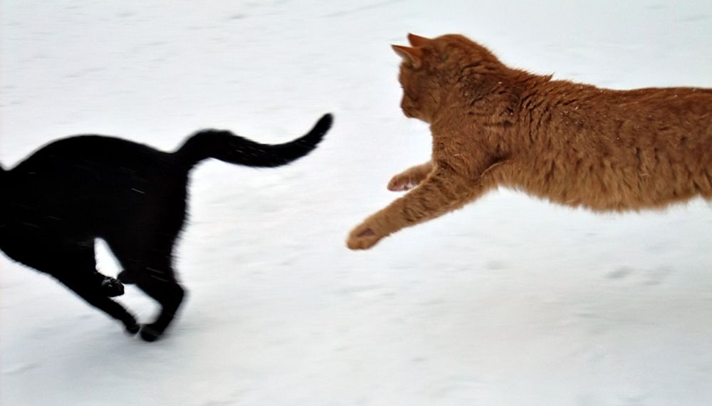 Забег с котами отменяется. Организаторы петрозаводского полумарафона убрали его из программы