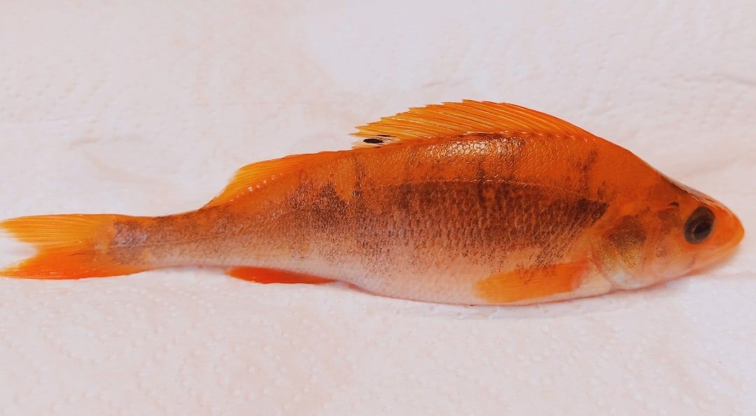 Мутанты или новый вид? Откуда в Онежском озере красные окуни Мутанты или новый вид? Откуда в Онежском озере красные окуни