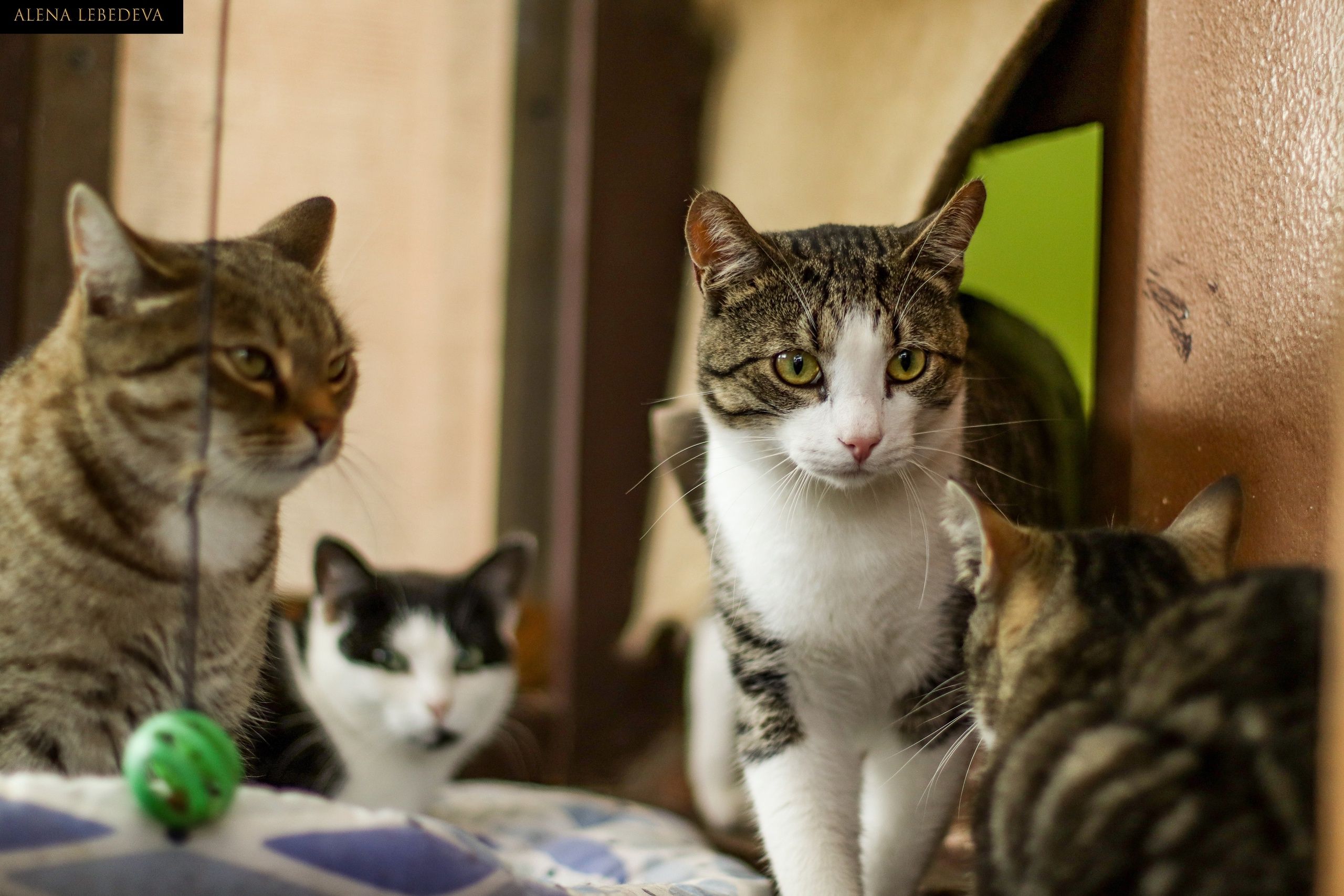 Приют для животных просит помощи в строительстве кошачьих домиков
