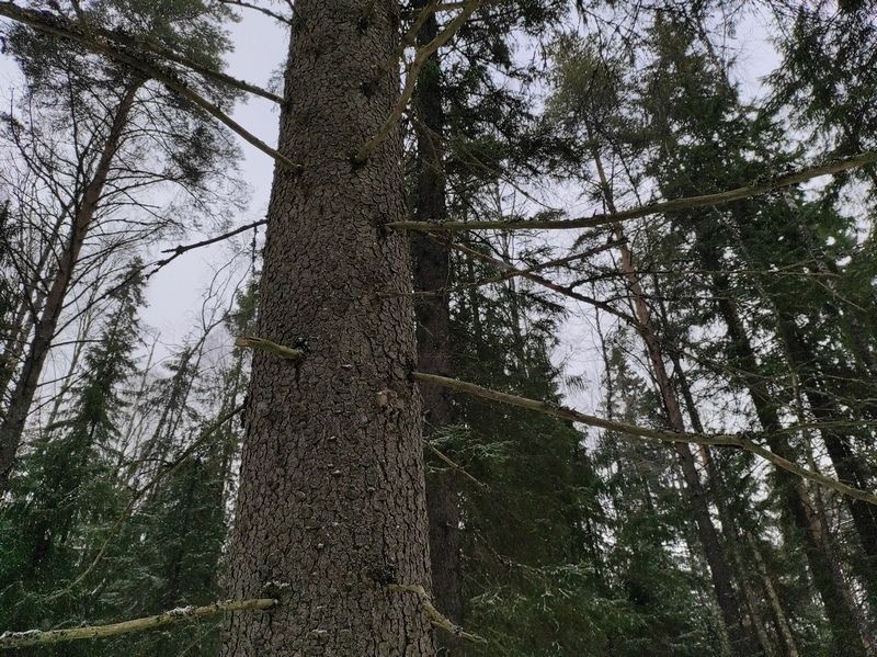 В Петрозаводске спасатели сняли восьмилетнюю девочку с дерева В Петрозаводске спасатели сняли восьмилетнюю девочку с дерева