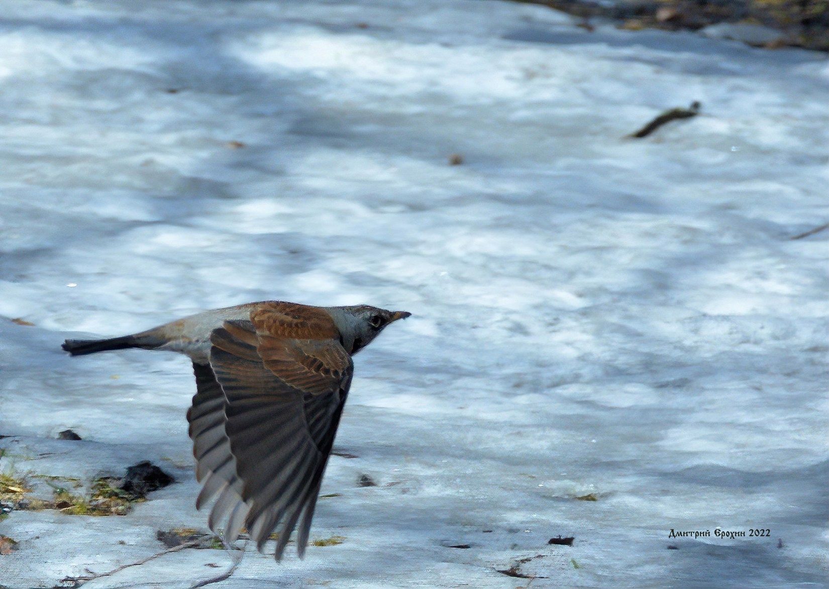 Фотоохотники делятся кадрами вернувшихся в Карелию птиц
