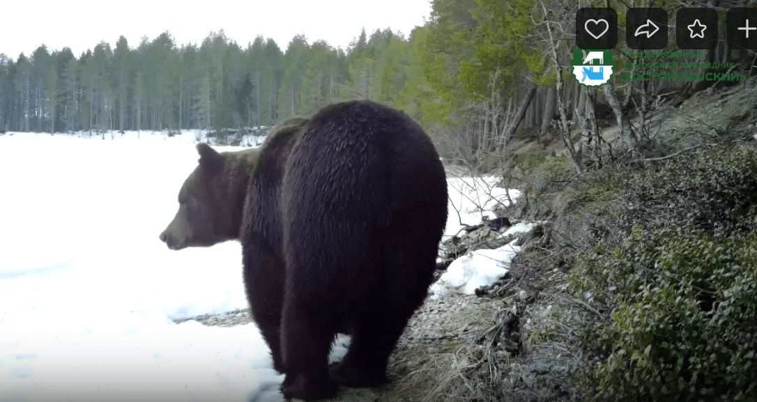 Медведь вылез из берлоги под прицелом фотоловушки