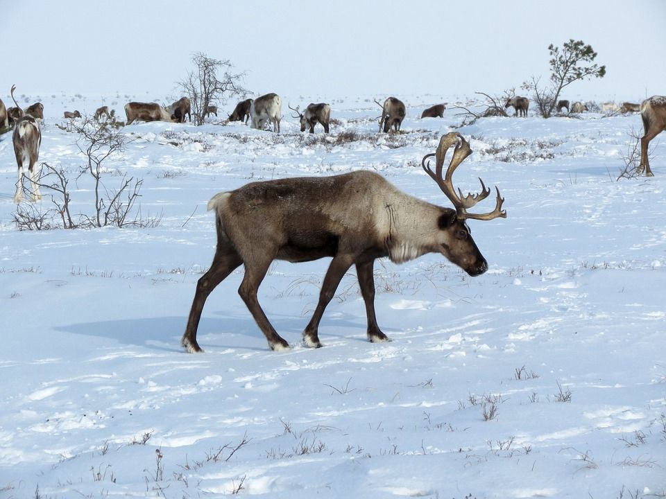 Жителю Кемского района грозит до двух лет тюрьмы за убийство северного оленя