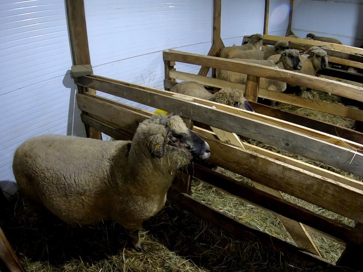 Предприниматель из Карелии планирует вырастить более двух тысяч овец породы оксфорд-даун