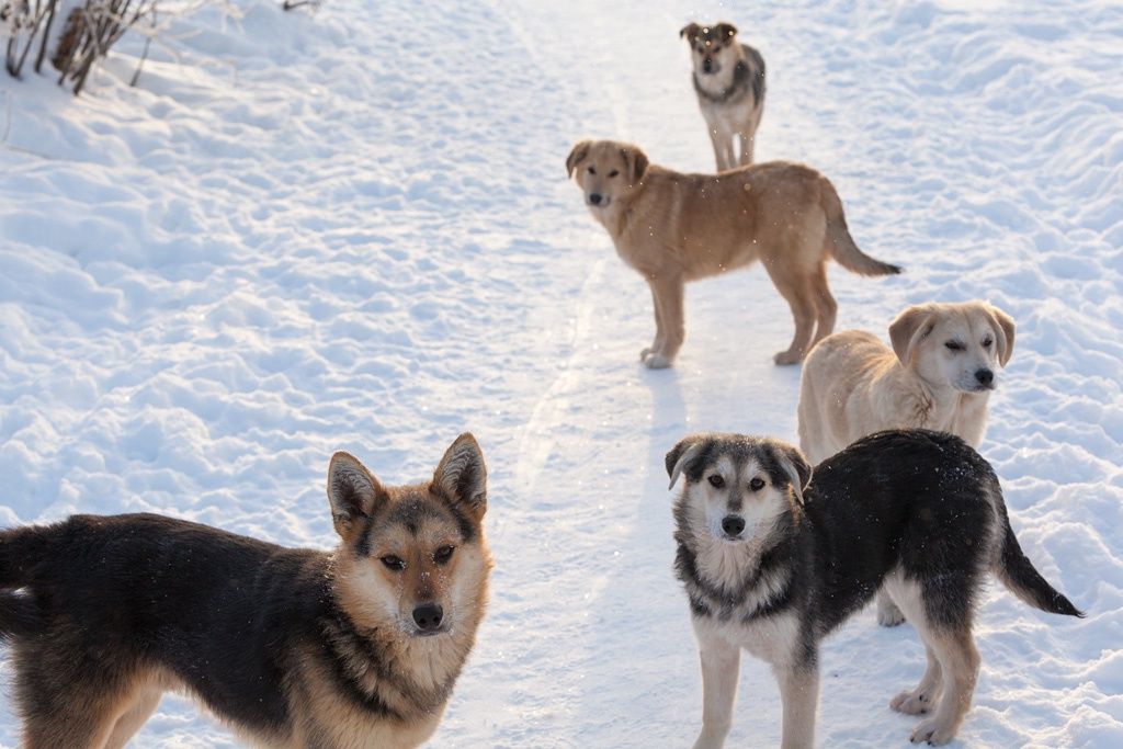 В Петрозаводске появится новая площадка для выгула и дрессировки собак