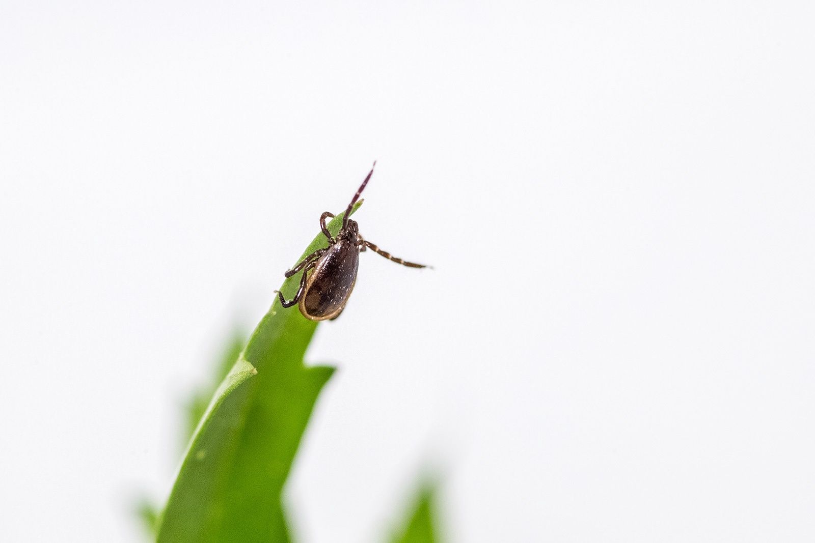 В Карелии зафиксирован первый укус инфицированного бореллиозом клеща