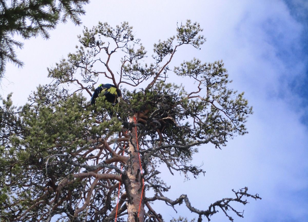 В Водлозерском нацпарке с помощью альпинистского оборудования установили фотоловушки у птичьих гнезд