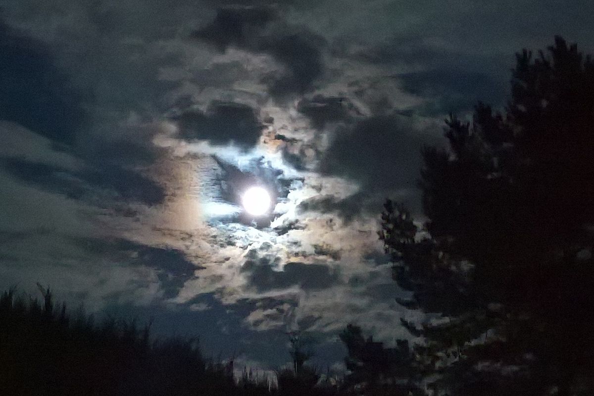 Лунный свет замедляет рост побегов мха