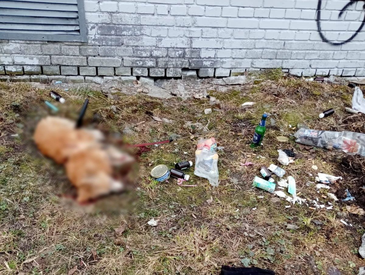 Мужчина, причастный к убийству собаки, найден