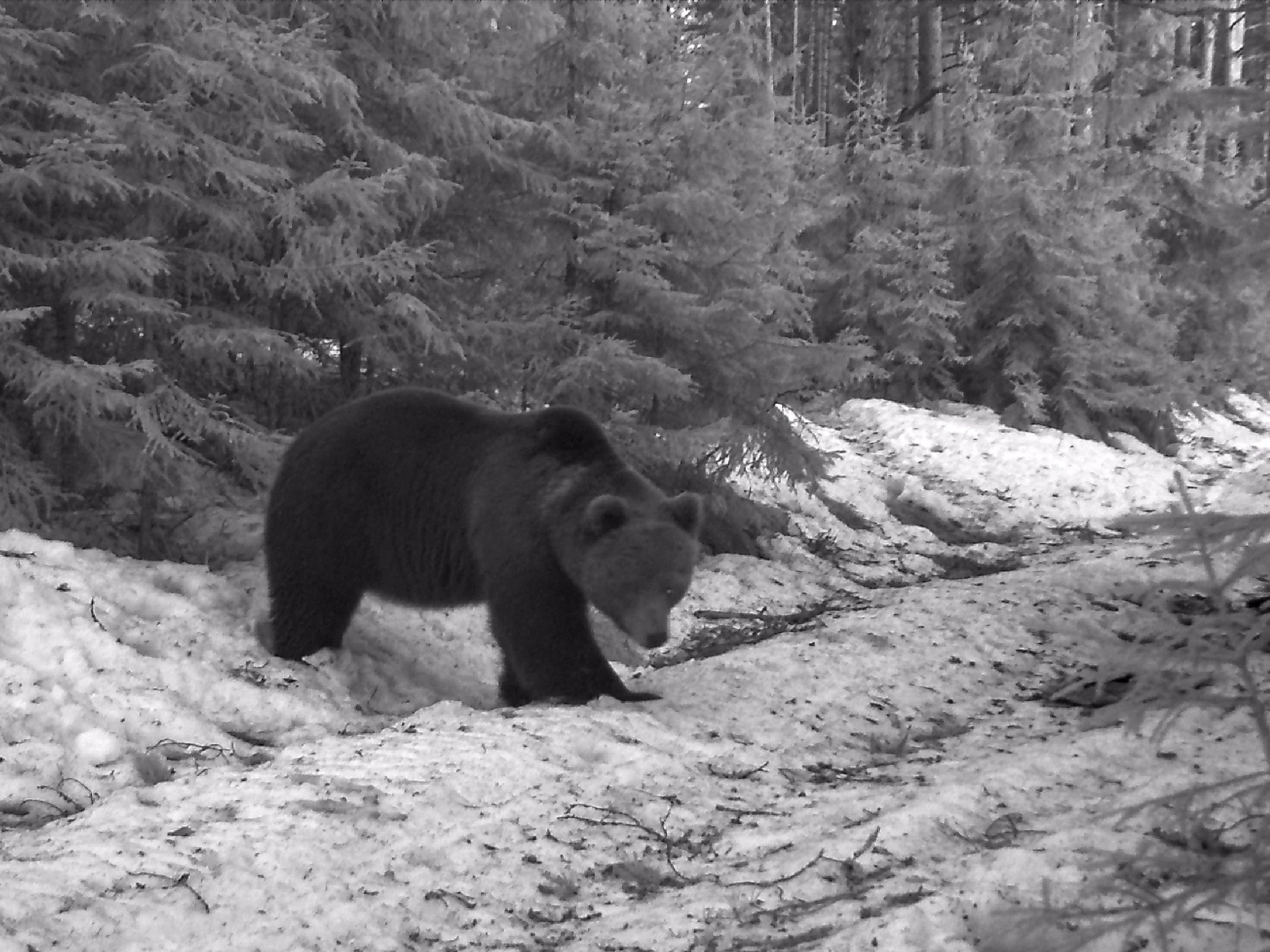 В объектив фотоловушки заказника «Олонецкий» попал медведь