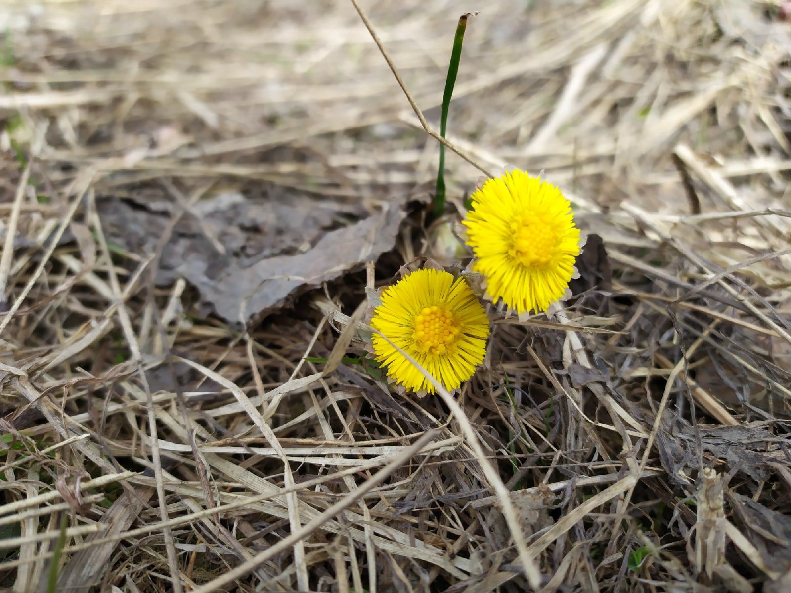 Дождь, местами мокрый снег. Прогноз погоды на 26 апреля