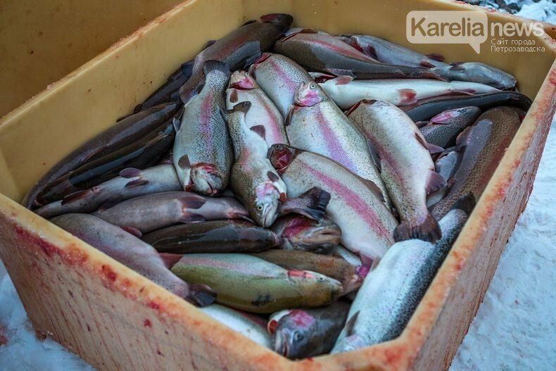 «Мираторг» начал выпускать корма для рыбоводческих хозяйств Карелии