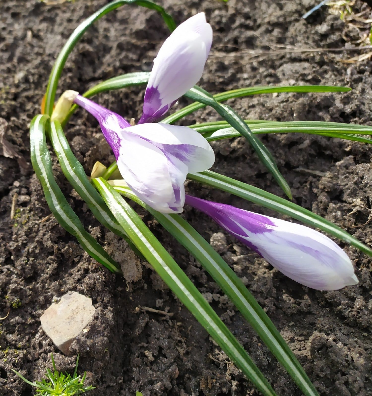 Карельские синоптики рассказали, когда в республике потеплеет