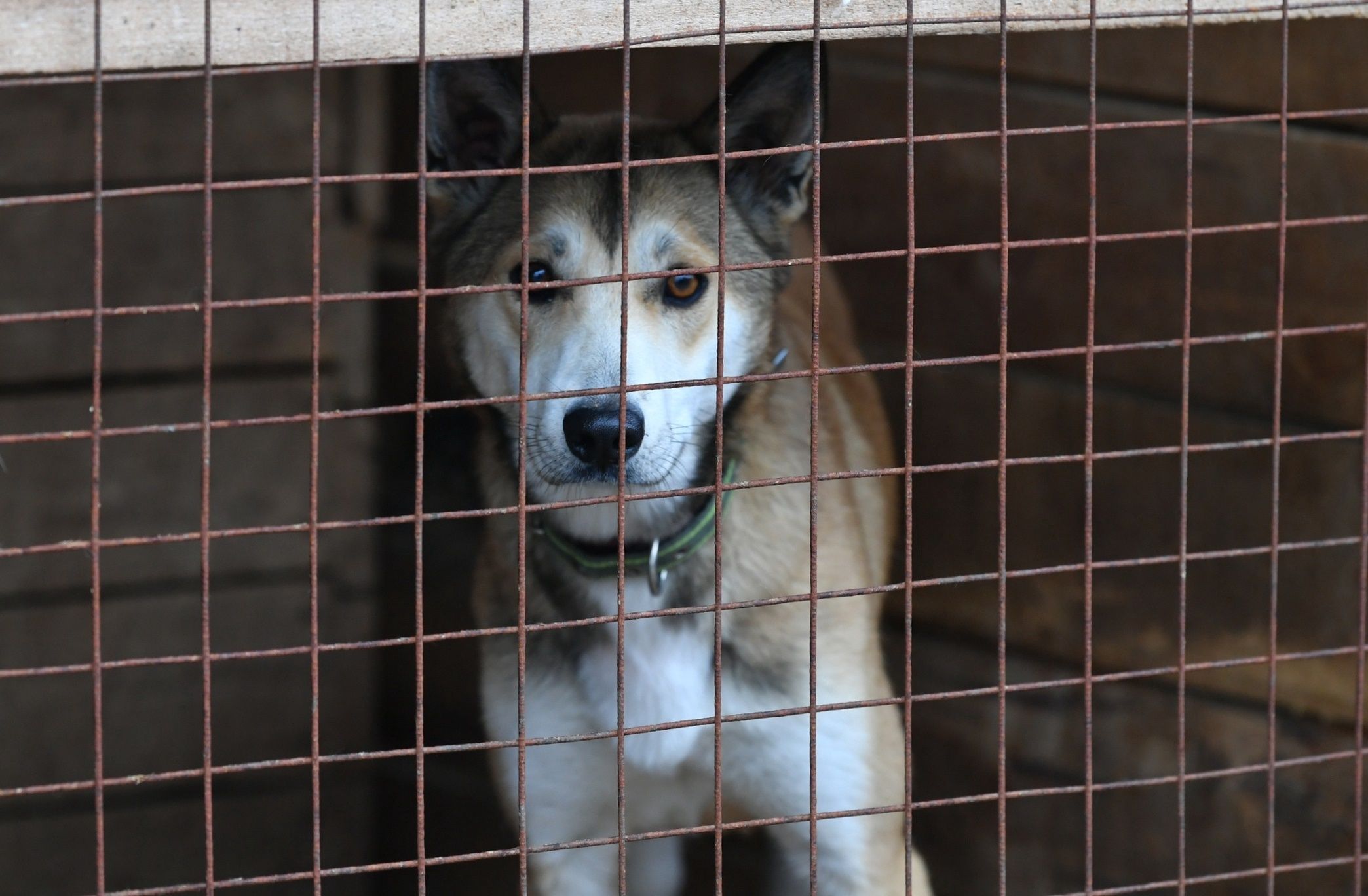«Псы замечательные, активные»: собаки из медвежьегорского приюта ищут новую семью