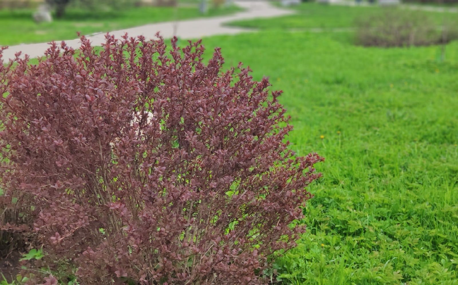 Петрозаводчане рассказали о встрече с эксгибиционистом