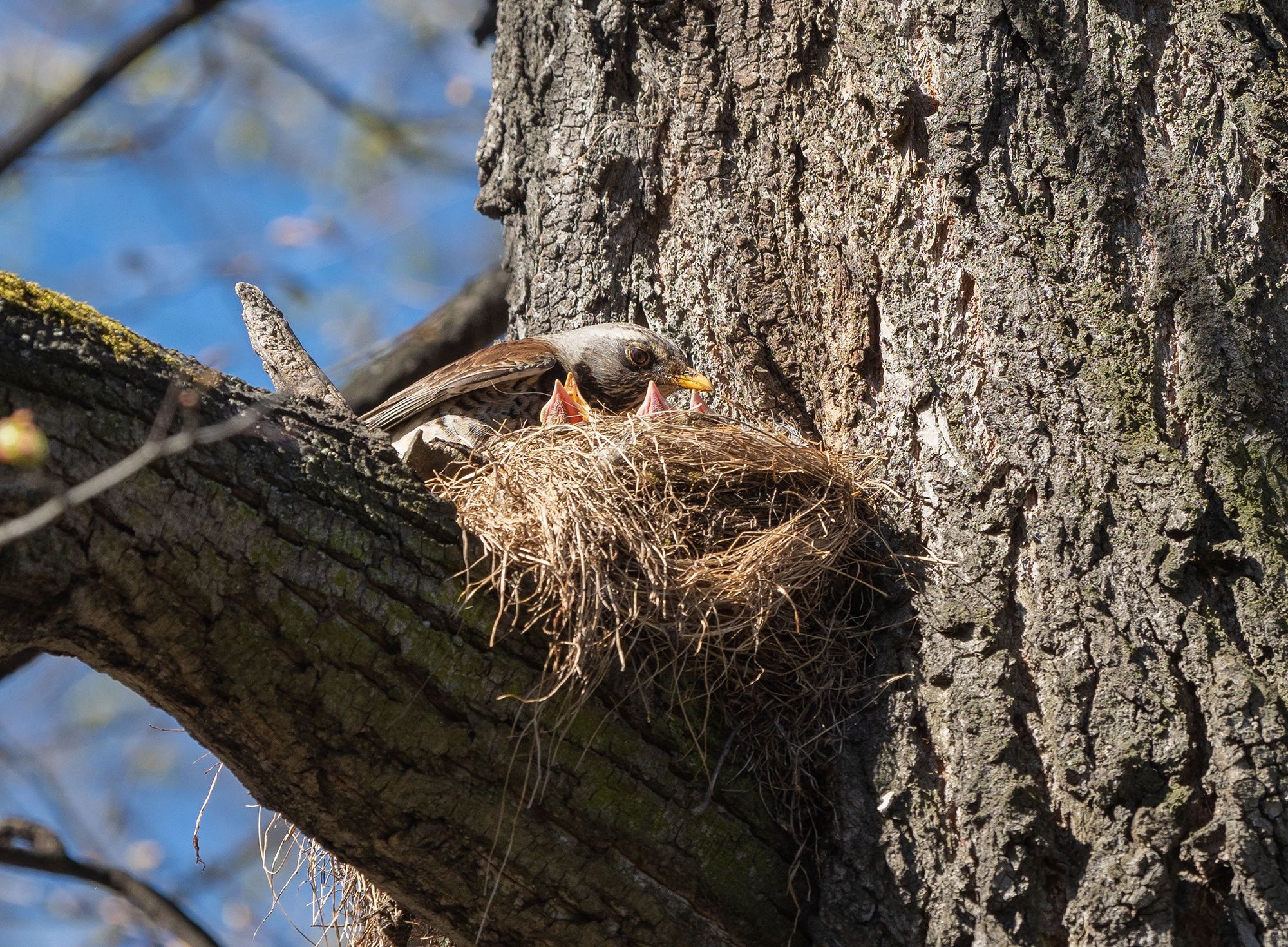 Петрозаводчане просят не пилить деревья с птичьими гнездами