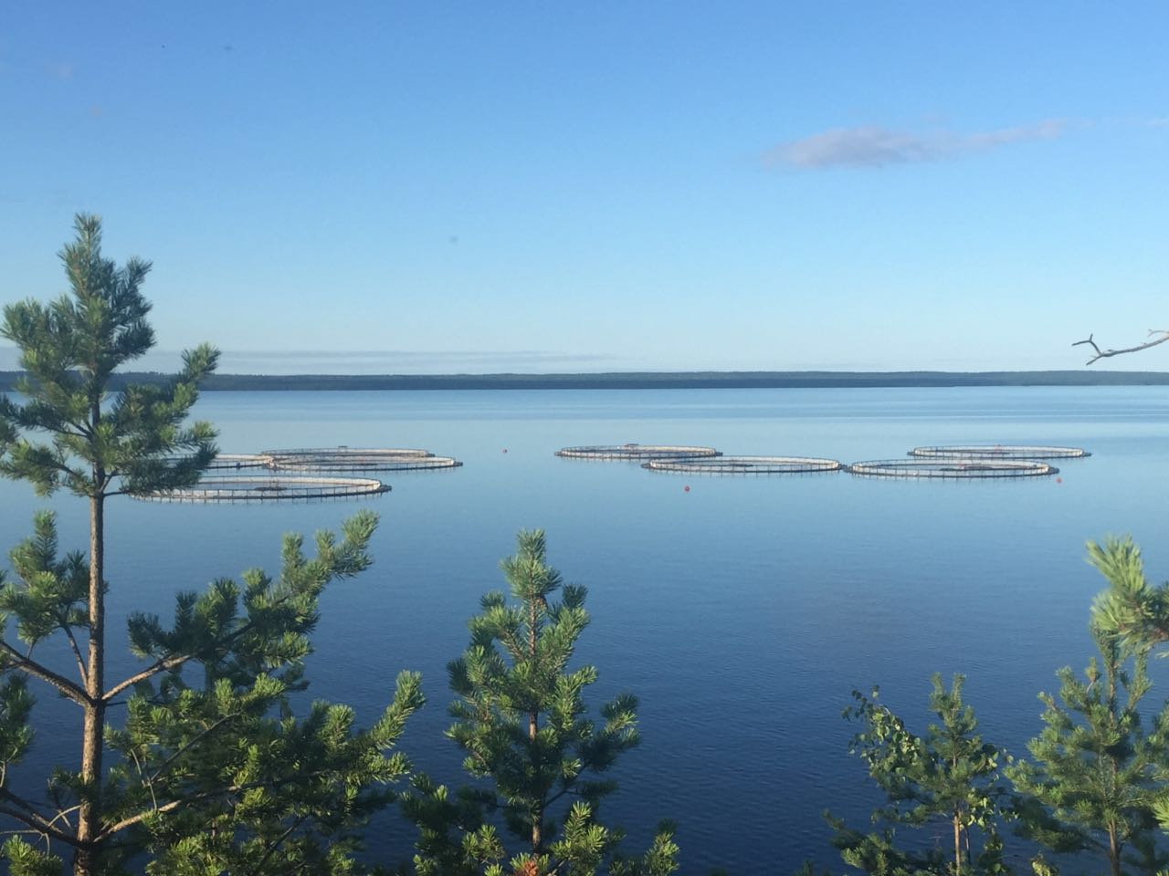 Карельские ученые выступают за перенос форелевых хозяйств с озер в Белое море