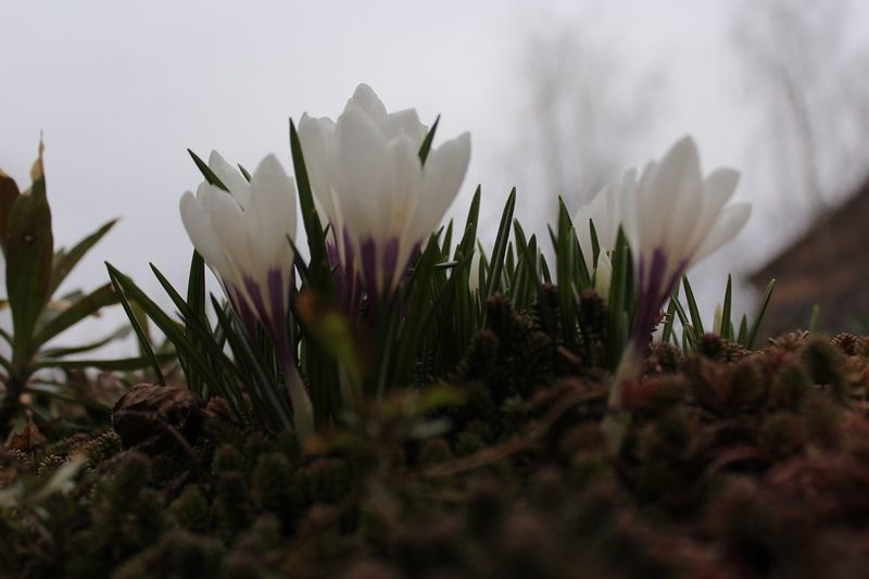 Ночью подморозит до минусовых температур: прогноз погоды на 20 мая