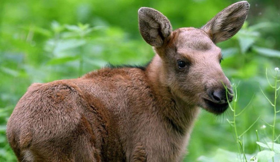Минприроды просит не приближаться к лосятам, чтобы не оставить их сиротами