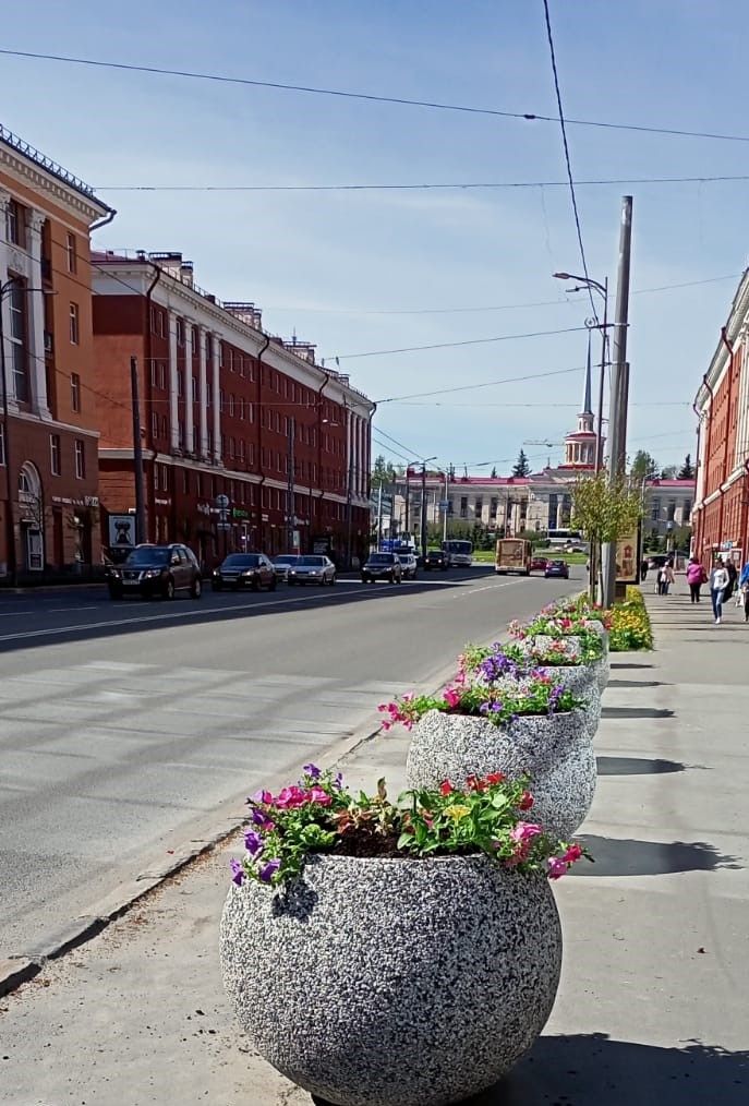 Петуния, гвоздика и батат появятся на клумбах Петрозаводска