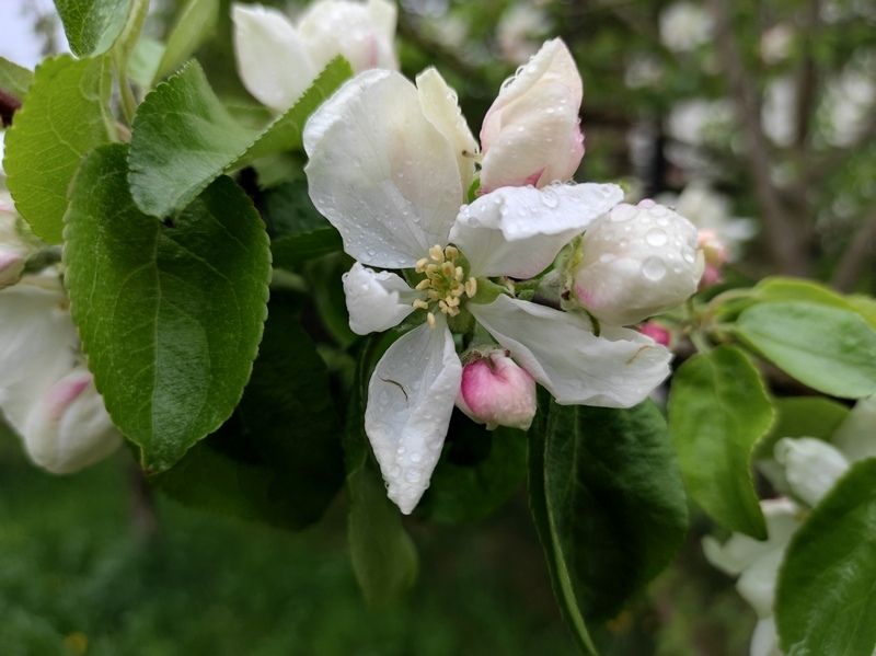 Дождь и мокрый снег: прогноз погоды на 18 мая