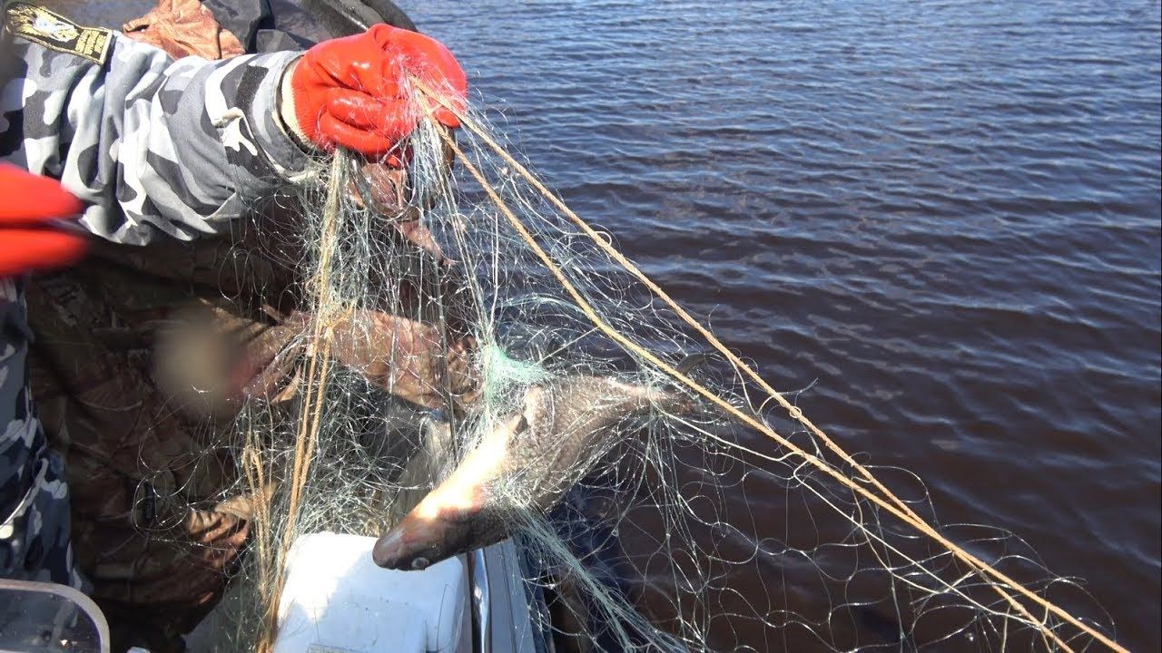 За незаконную рыбалку в Пряжинском районе возбудили уголовное дело