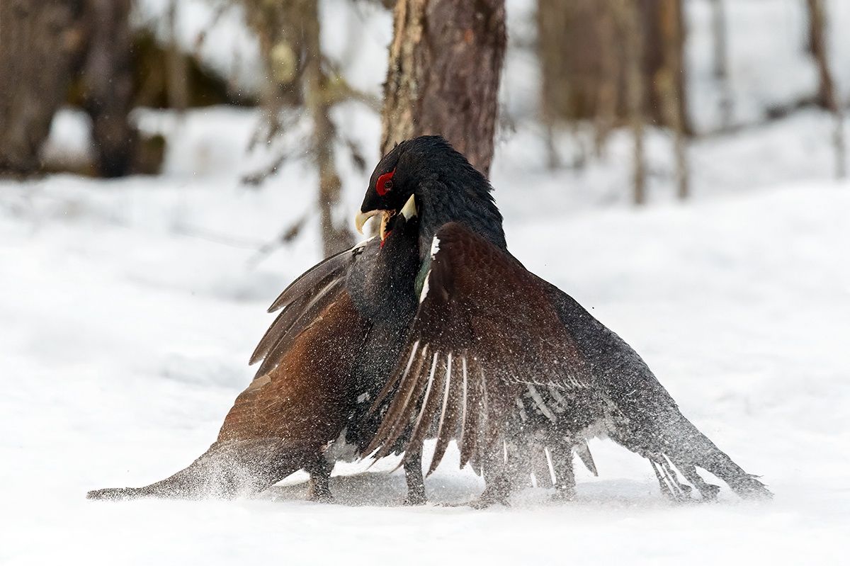 Количество глухарей в Водлозерском парке уменьшилось в 5 раз