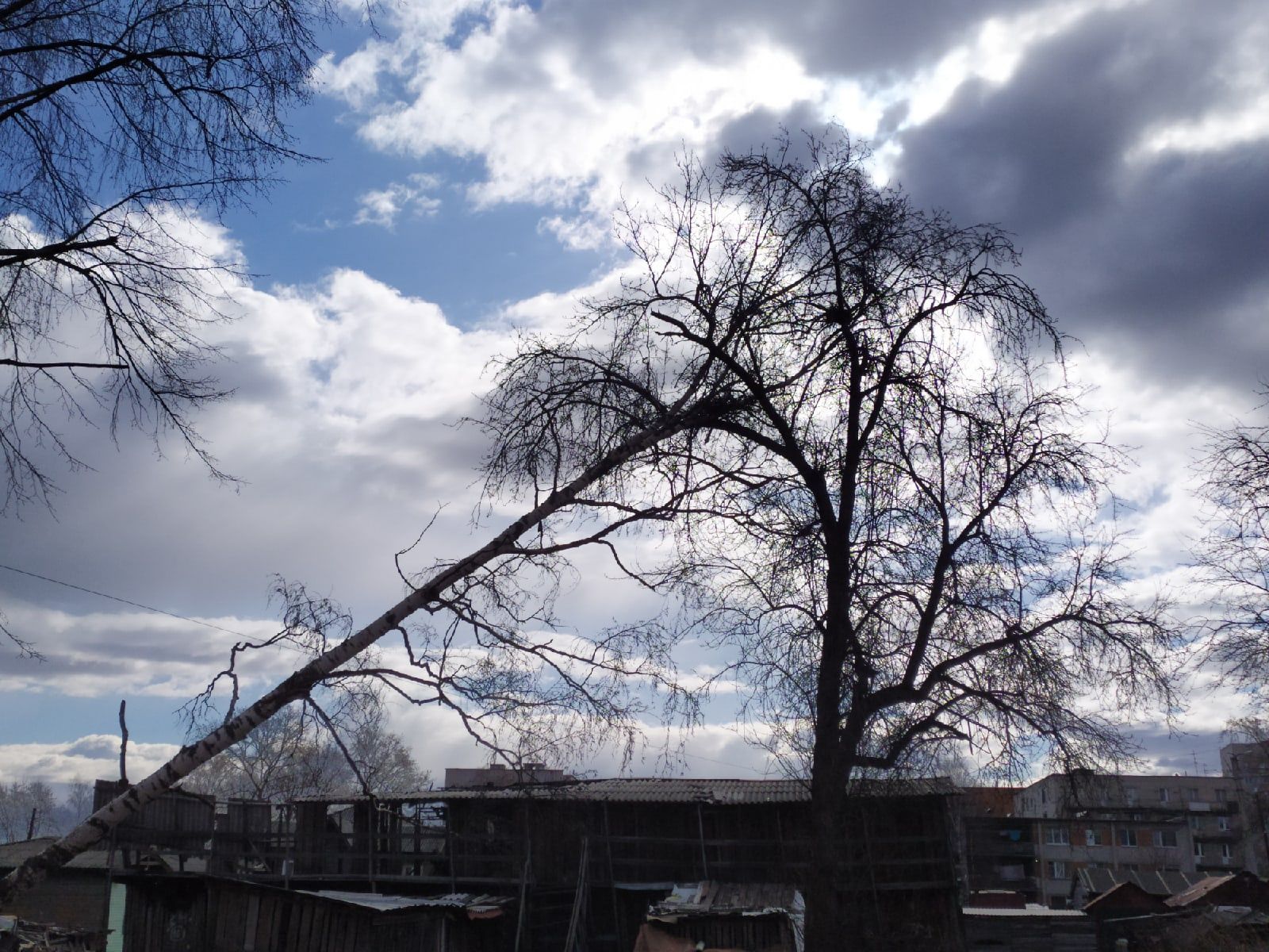 Упавшую березу в одном из петрозаводских дворов не могут убрать больше месяца