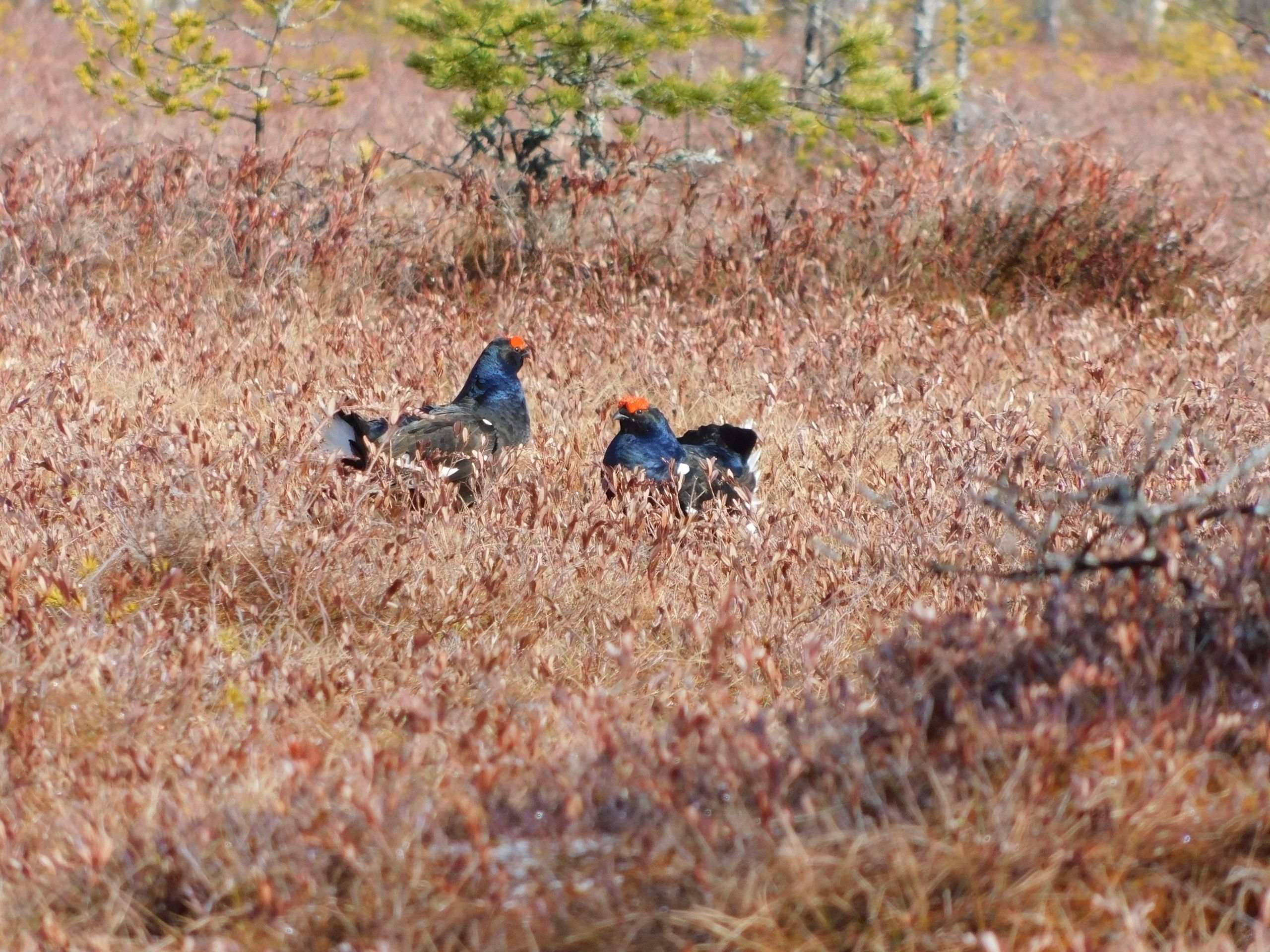Журавлей засняли участники проекта \