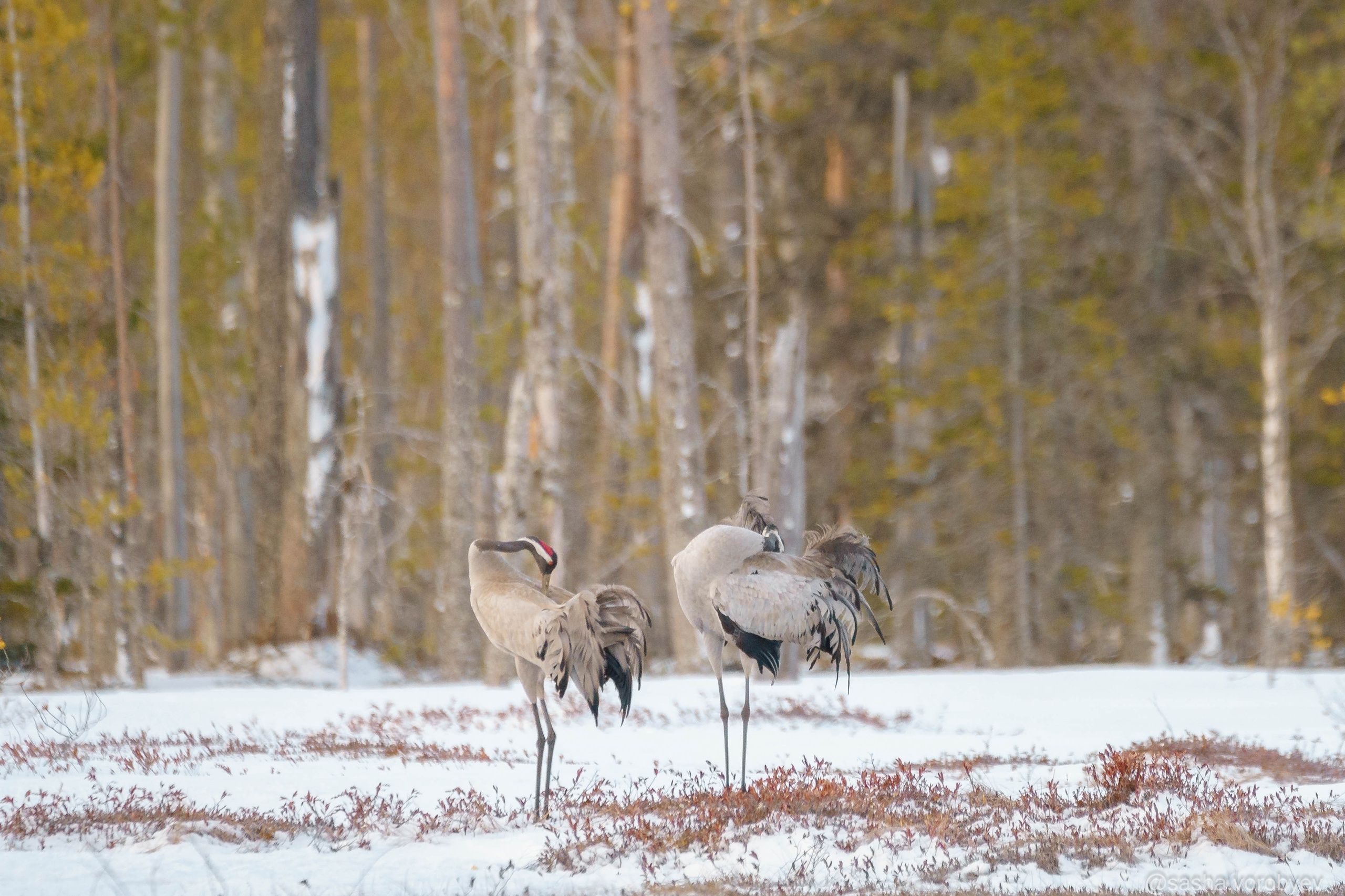 В национальном парке «Водлозерский» сняли танец журавлей В национальном парке «Водлозерский» сняли танец журавлей