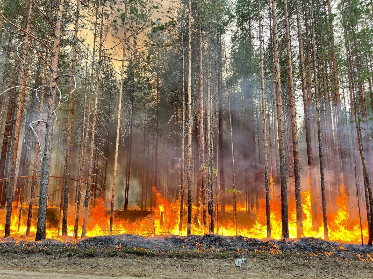 Карелия в числе регионов, где прогнозируют сложную ситуацию с лесными пожарами