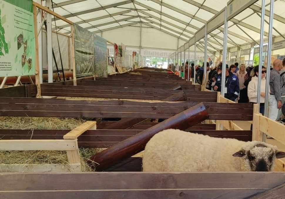 «Прощальные гастроли». Карельские бараны с волгоградской выставки уедут в Татарстан