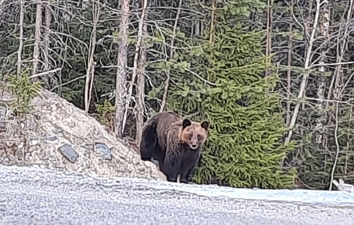 Медведица с медвежатами гуляет около трассы рядом с Медвежьегорском