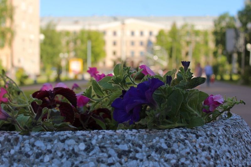 Надолго ли в Карелии установилась комфортная погода: синоптики дали прогноз на начало июня