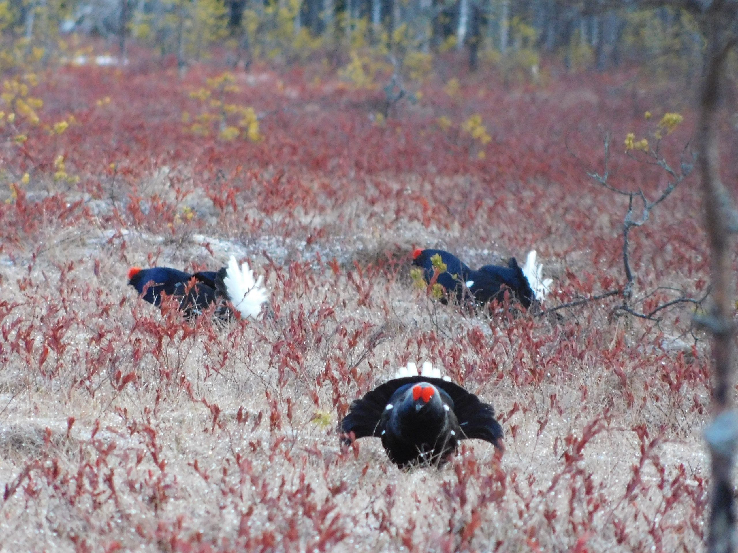 Фотоохотники делятся кадрами и впечатлениями с карельских токовищ