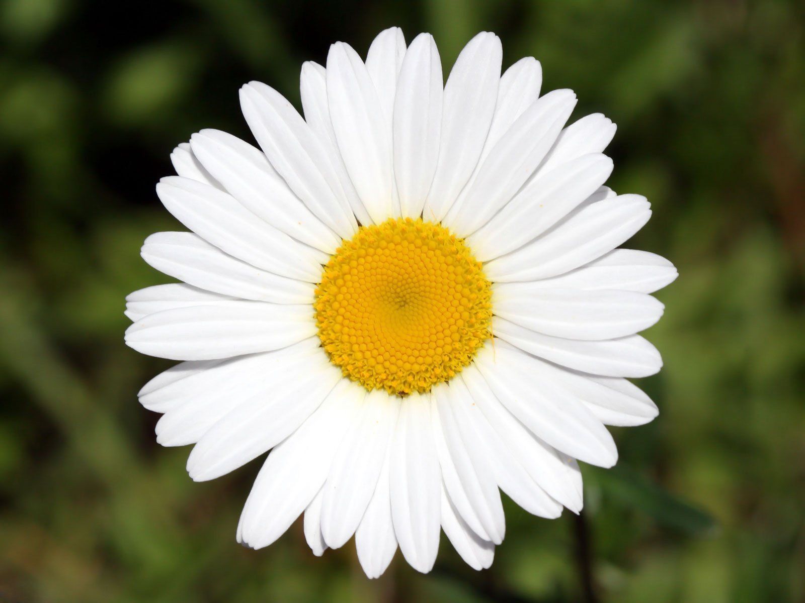 День семьи, любви и верности отметят в Петрозаводске