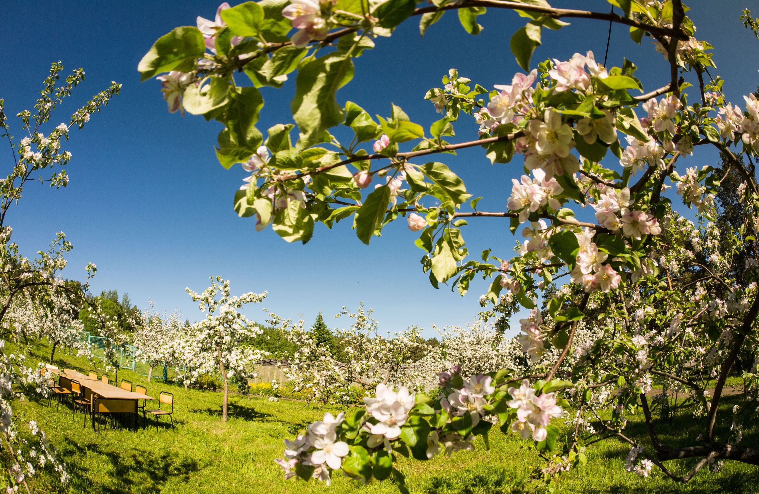 Ботанический сад приглашает на ежегодный праздник «Яблоневый цвет»