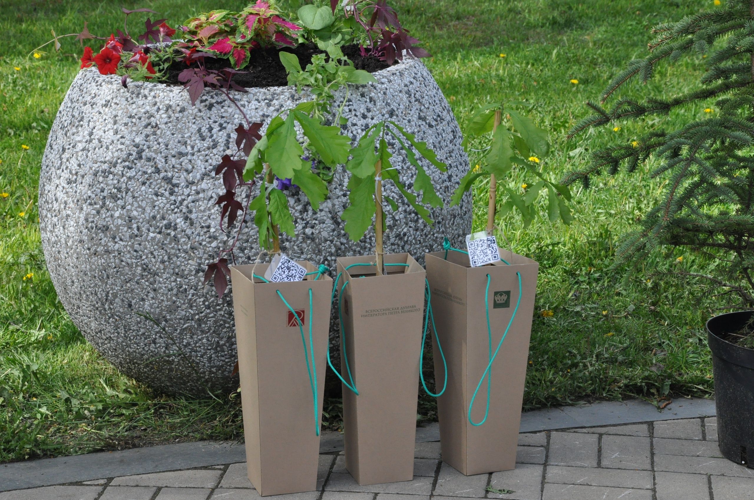 В Петрозаводск привезли саженцы от Дуба-Патриарха, который посадил Петр I