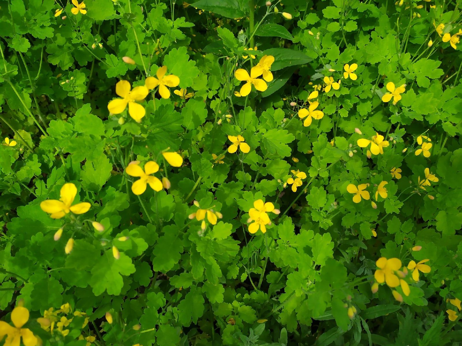 Кратковременные дожди, но тепло. Прогноз погоды на 5 июня