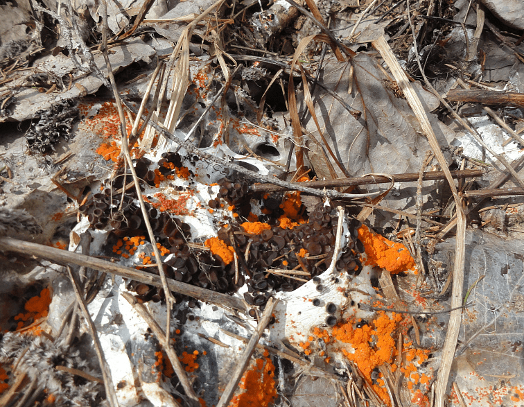 Необычные грибы нашли ученые на территории Водлозерского парка