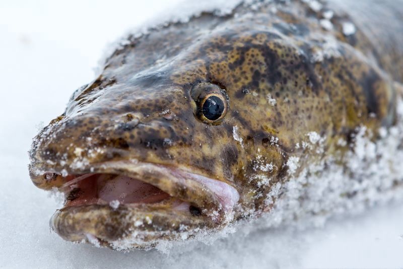 В России начнут выдавать электронные разрешения на вылов рыбы и обяжут вести рыболовный журнал