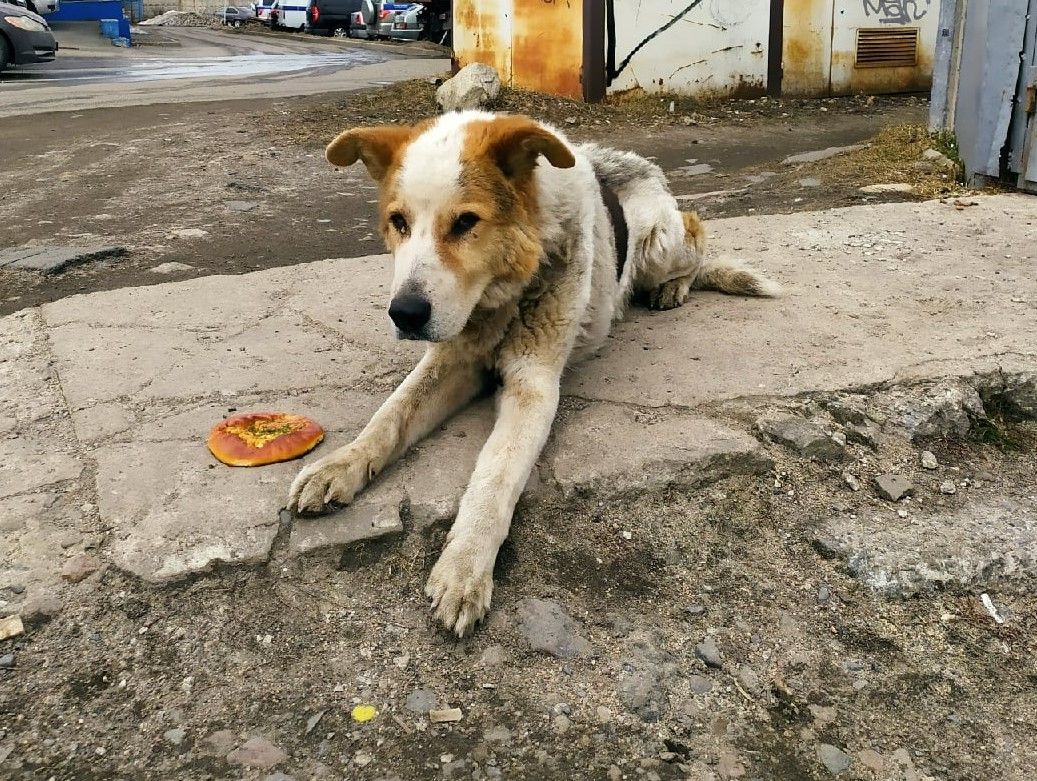 Госдума приняла закон, запрещающий самовыгул собак
