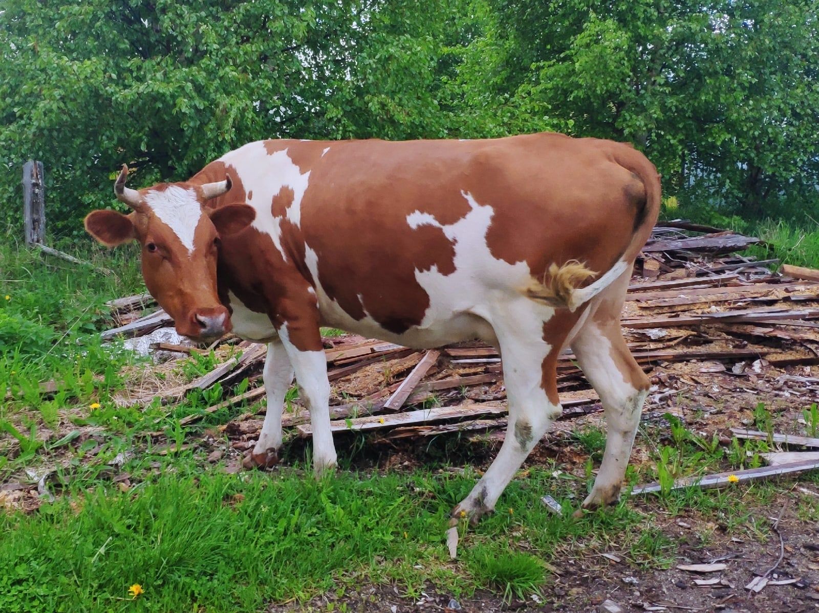 У россиян появилось право на навоз