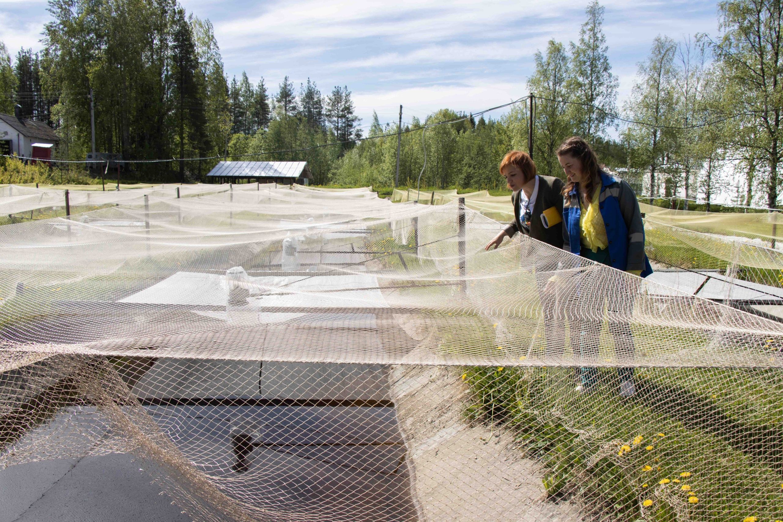 Депутату Заксобрания Марине Гуменниковой показали, как сейчас работает Выгский рыбзавод