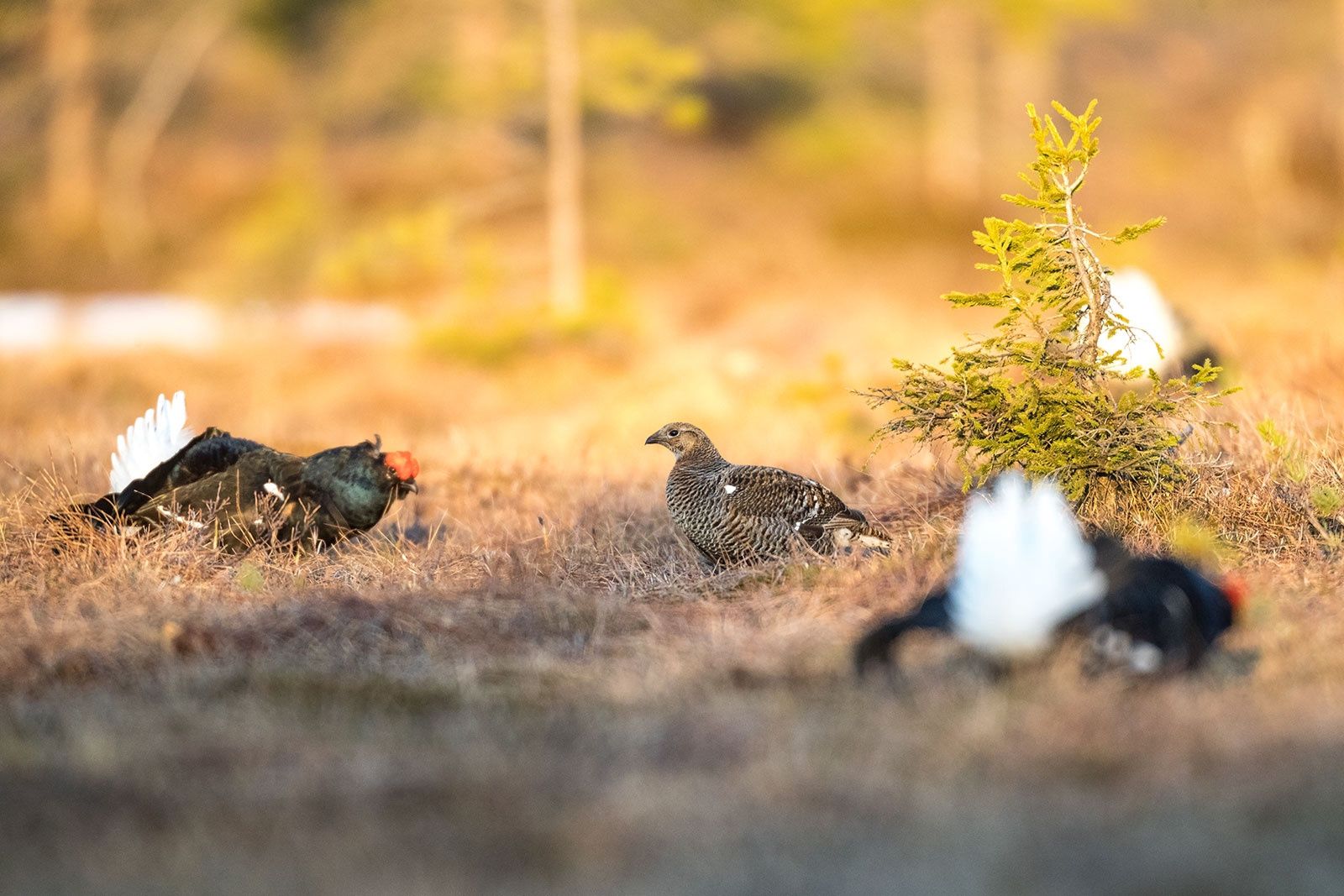 Весенний сезон фотоохоты завершен в Карелии