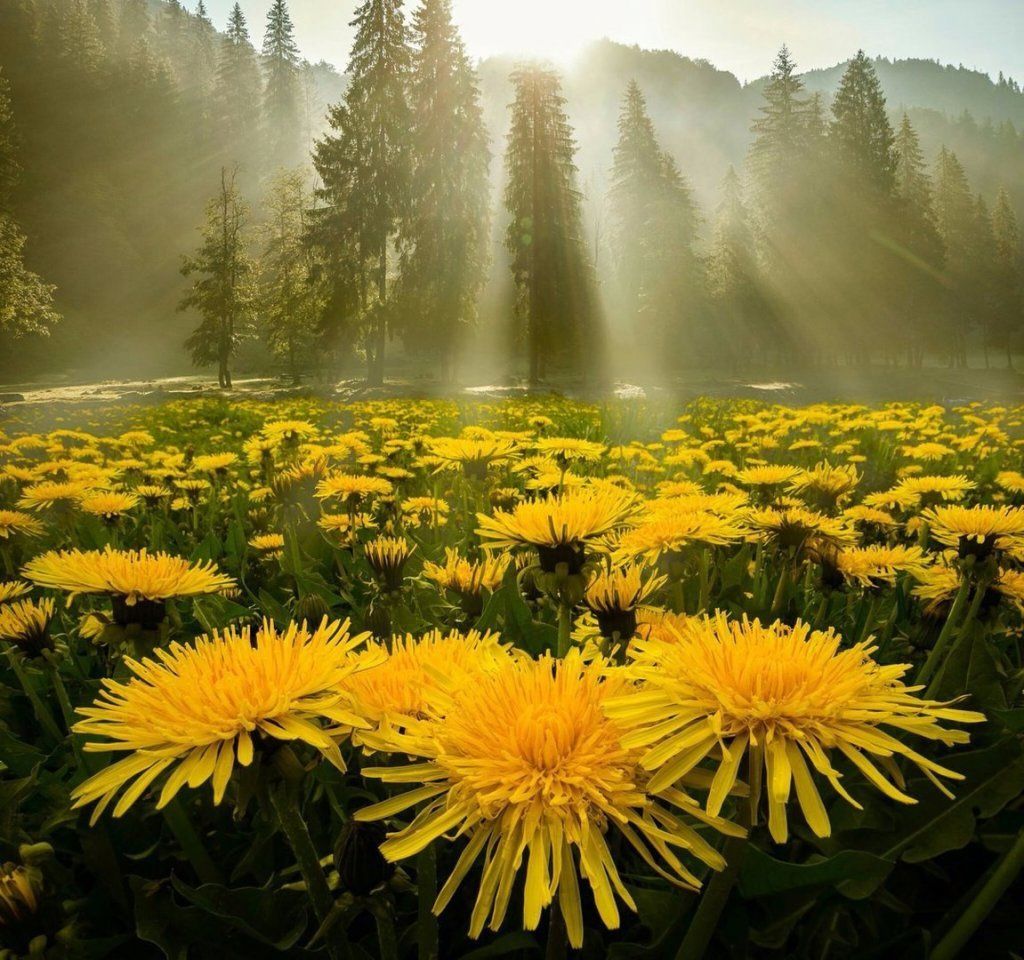 О погоде в июне рассказали карельские синоптики О погоде в июне рассказали карельские синоптики