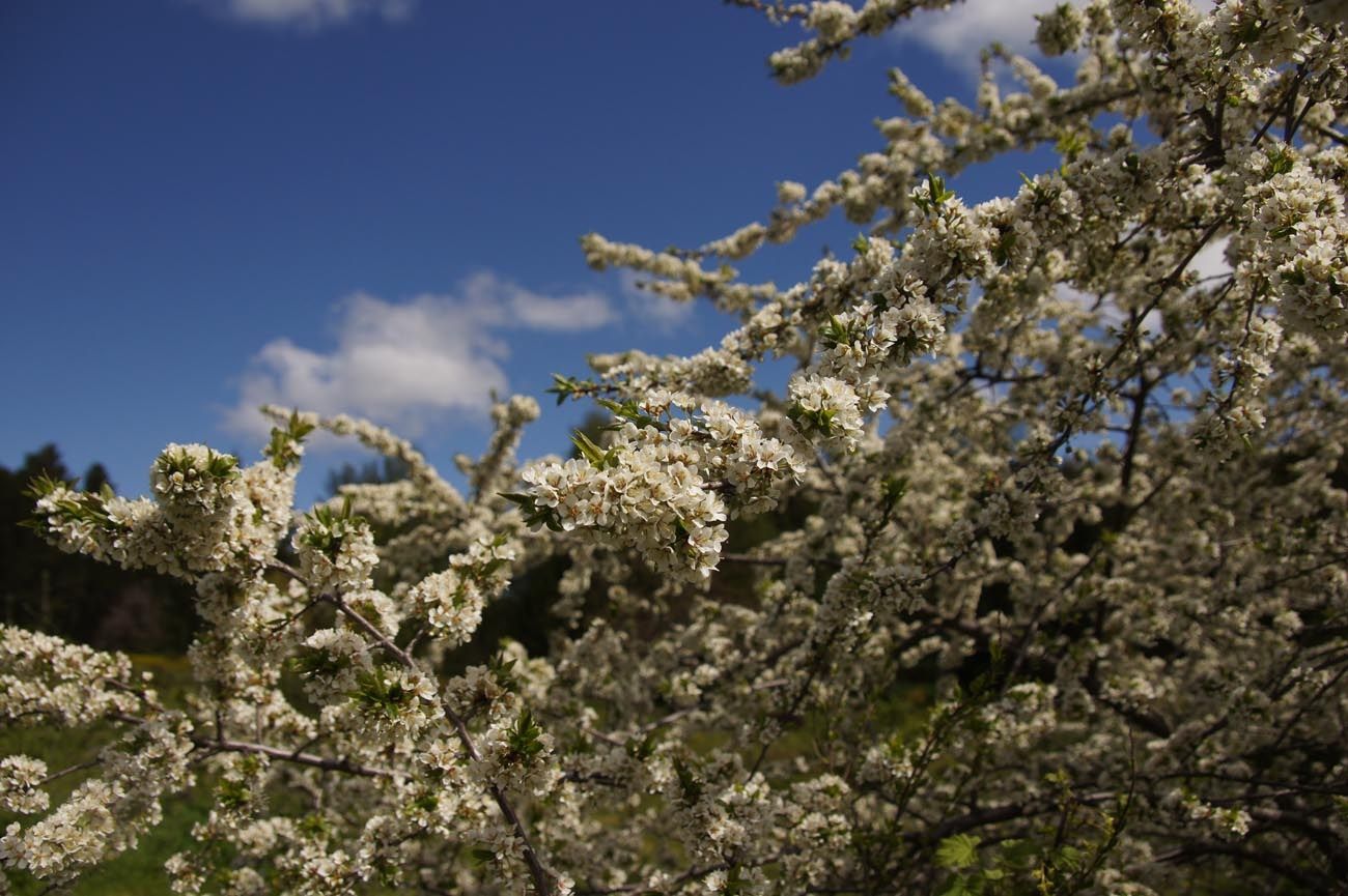В Ботаническом саду ПетрГУ цветет алыча