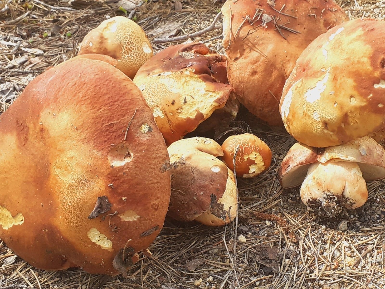 Жители Карелии публикуют фото первых грибов